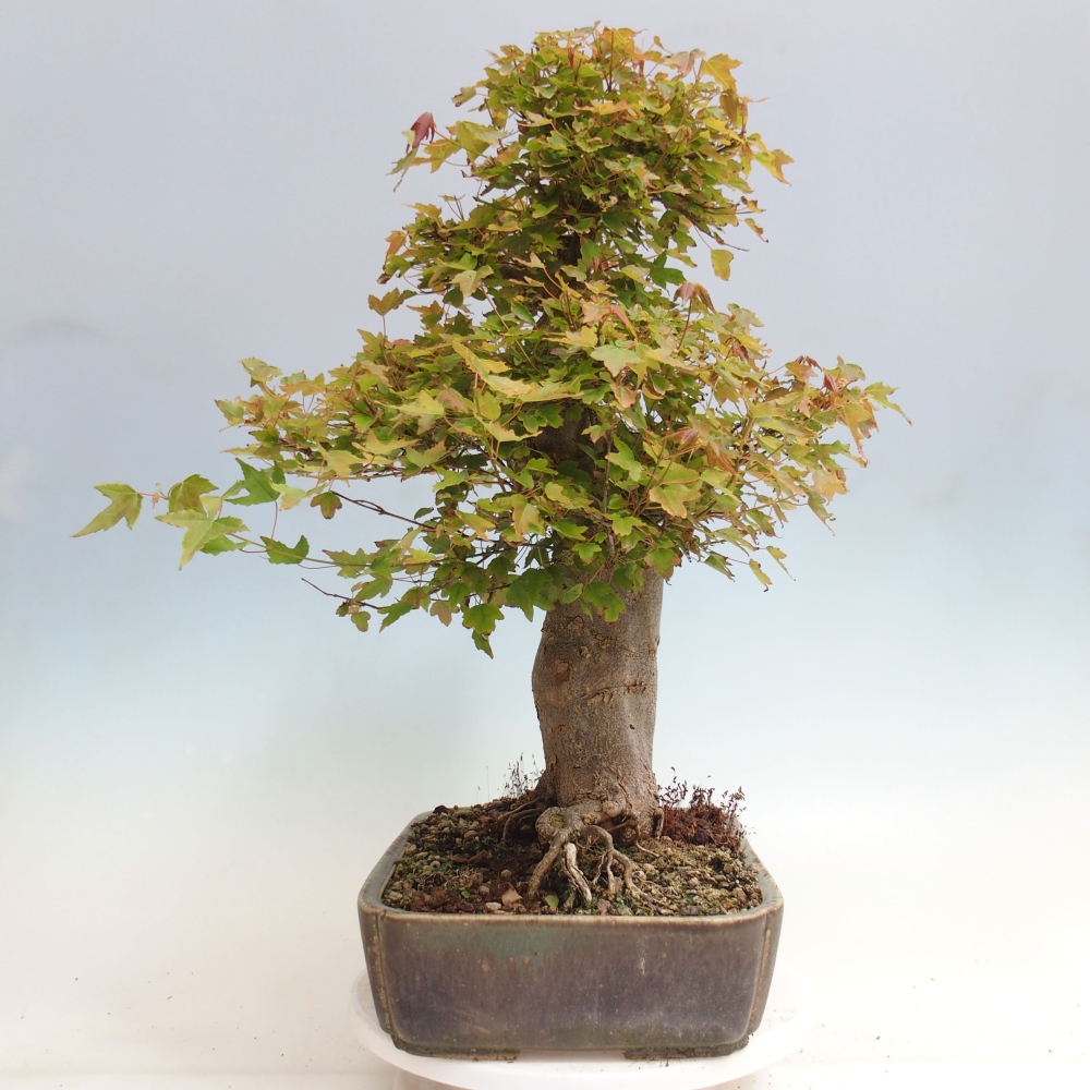 Outdoor bonsai - Maple Buergerianum - Burger Maple