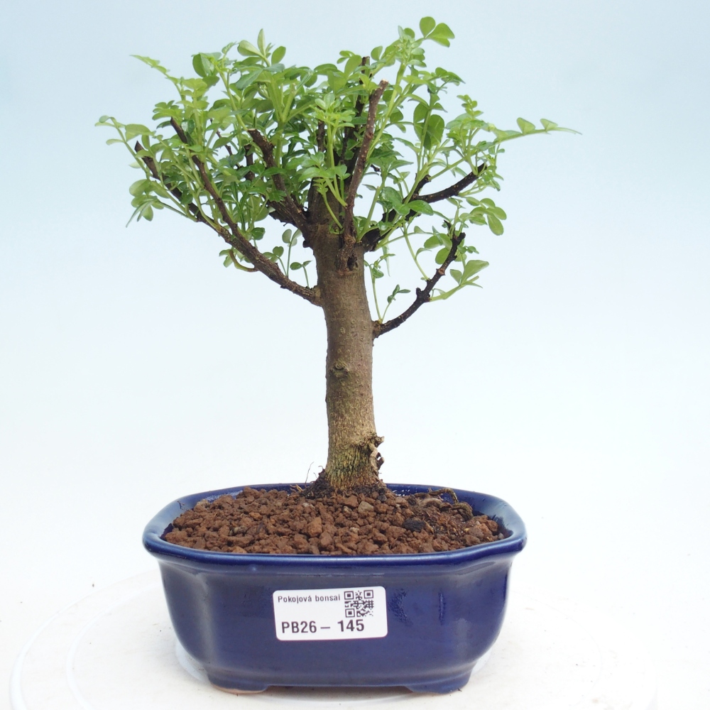 Pokój bonsai - Zantoxylum piperitum - drzewo pieprzowe