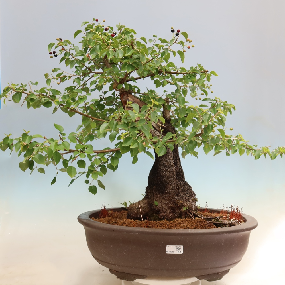 Bonsai ogrodowe – Mahalebka – Prunus mahaleb