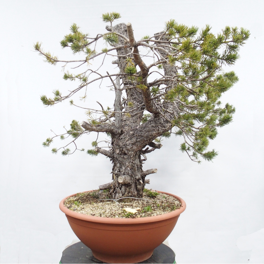 Yamadori - Pinus sylvestris Hiszpania