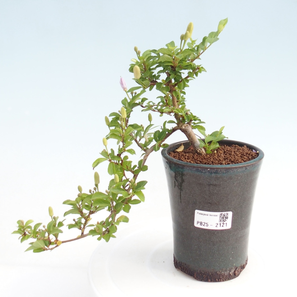 Kryty bonsai - Grewia occidentalis - Lawendowa gwiazda