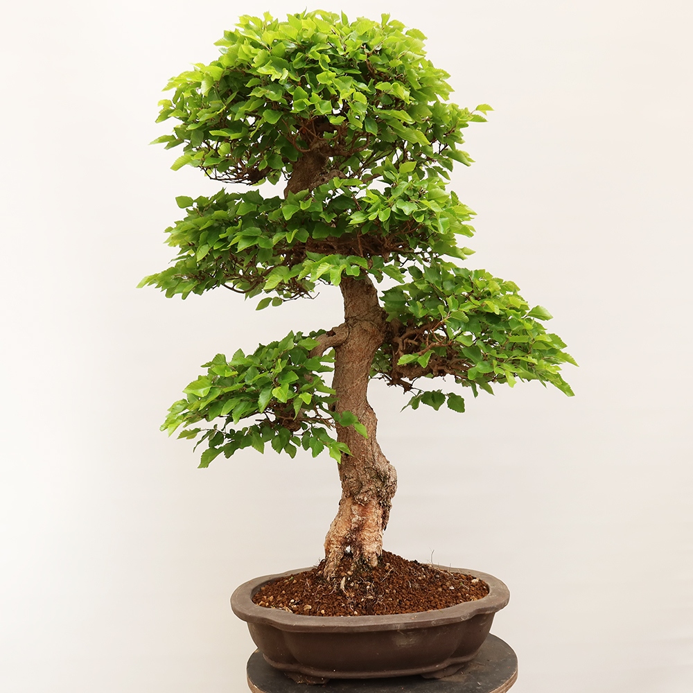 Bonsai plenerowe - Carpinus Coreana - grab koreański