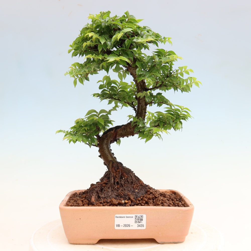 Bonsai ogrodowe – Ulmus Jacqueline Hillier – wiąz piękny