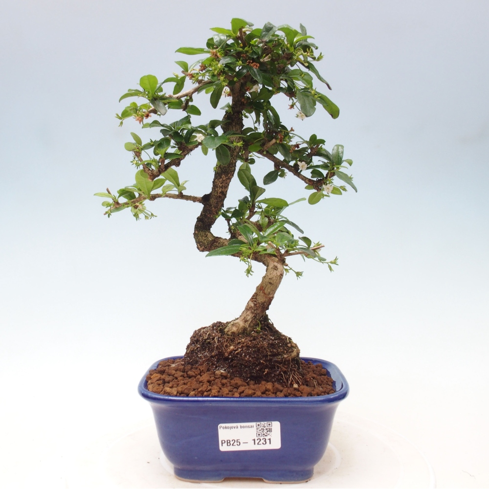 Bonsai wewnętrzne - Carmona makrophylla - Herbata Fuki