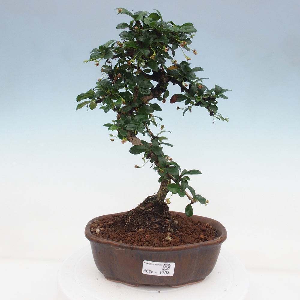 Pokój bonsai - Carmona macrophylla - Tea fuki