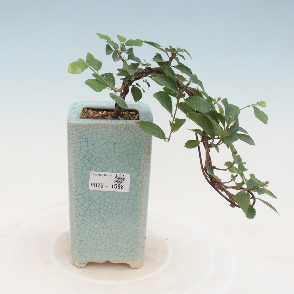 Kryty bonsai - Grewia occidentalis - Lawendowa gwiazda