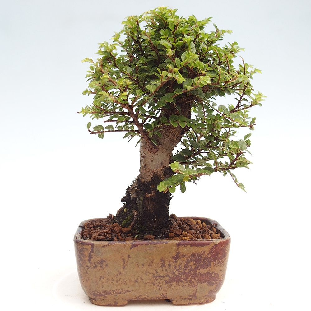 Bonsai zewnętrzne - Ulmus parvifolia Hokkaido - wiąz chiński