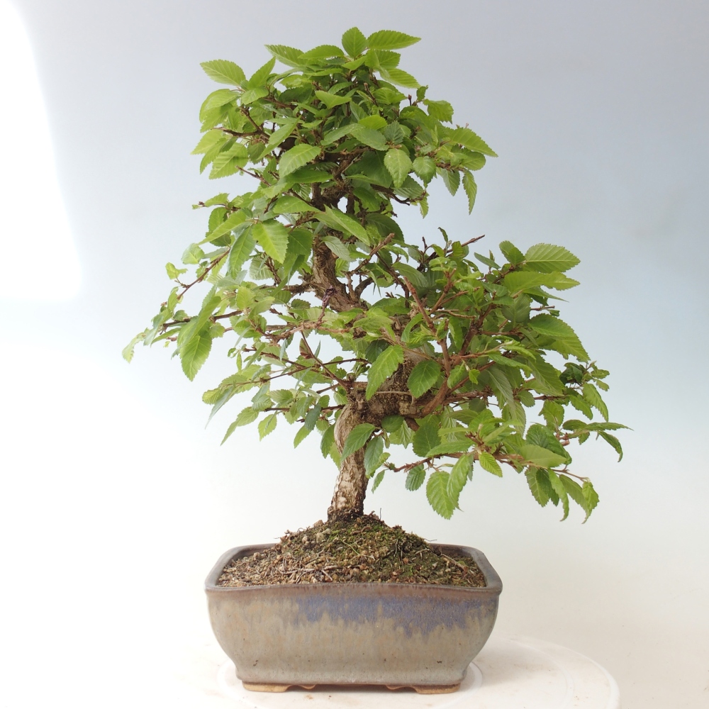 Outdoor bonsai - Carpinus CARPINOIDES - grab koreański