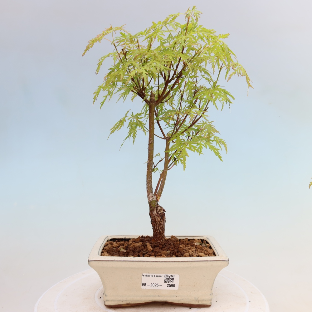 Bonsai ogrodowe – Acer palmatum Dissectum – klon palmowy 