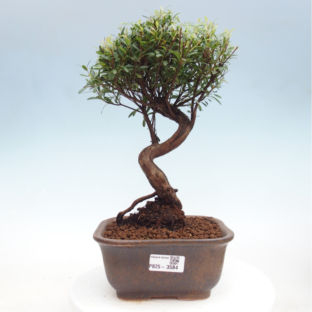 Pokój bonsai - Syzygium - Pimento