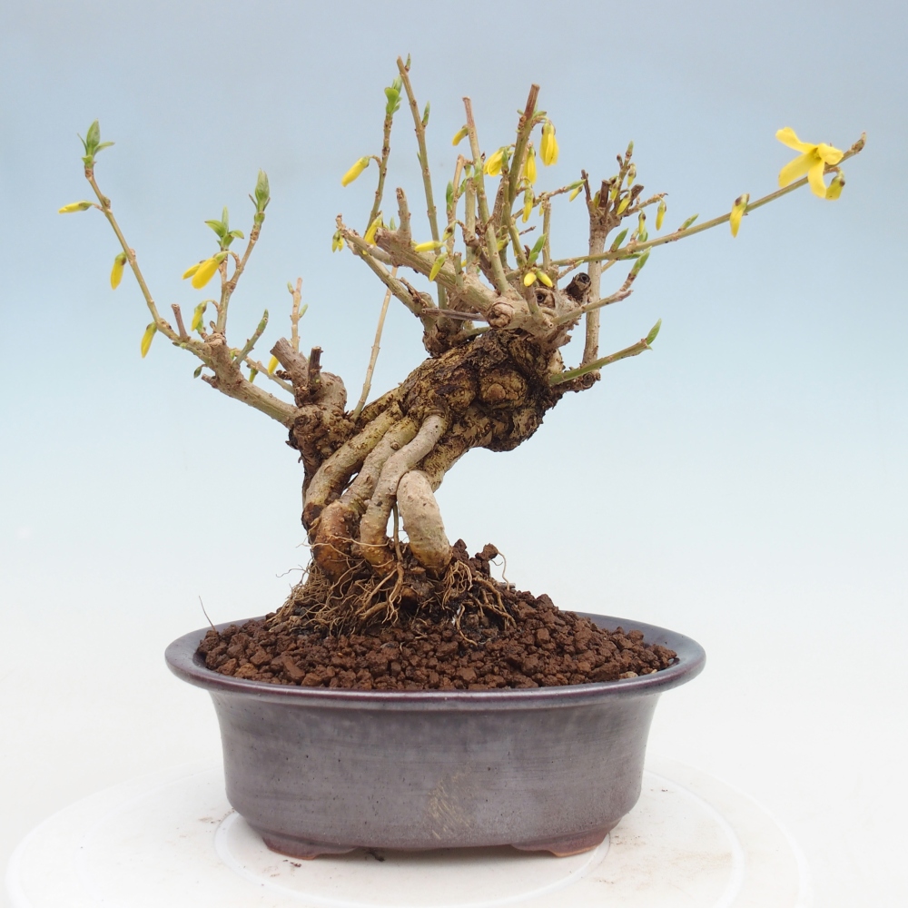 Outdoor bonsai - Zlatice - Forsycja koreańska