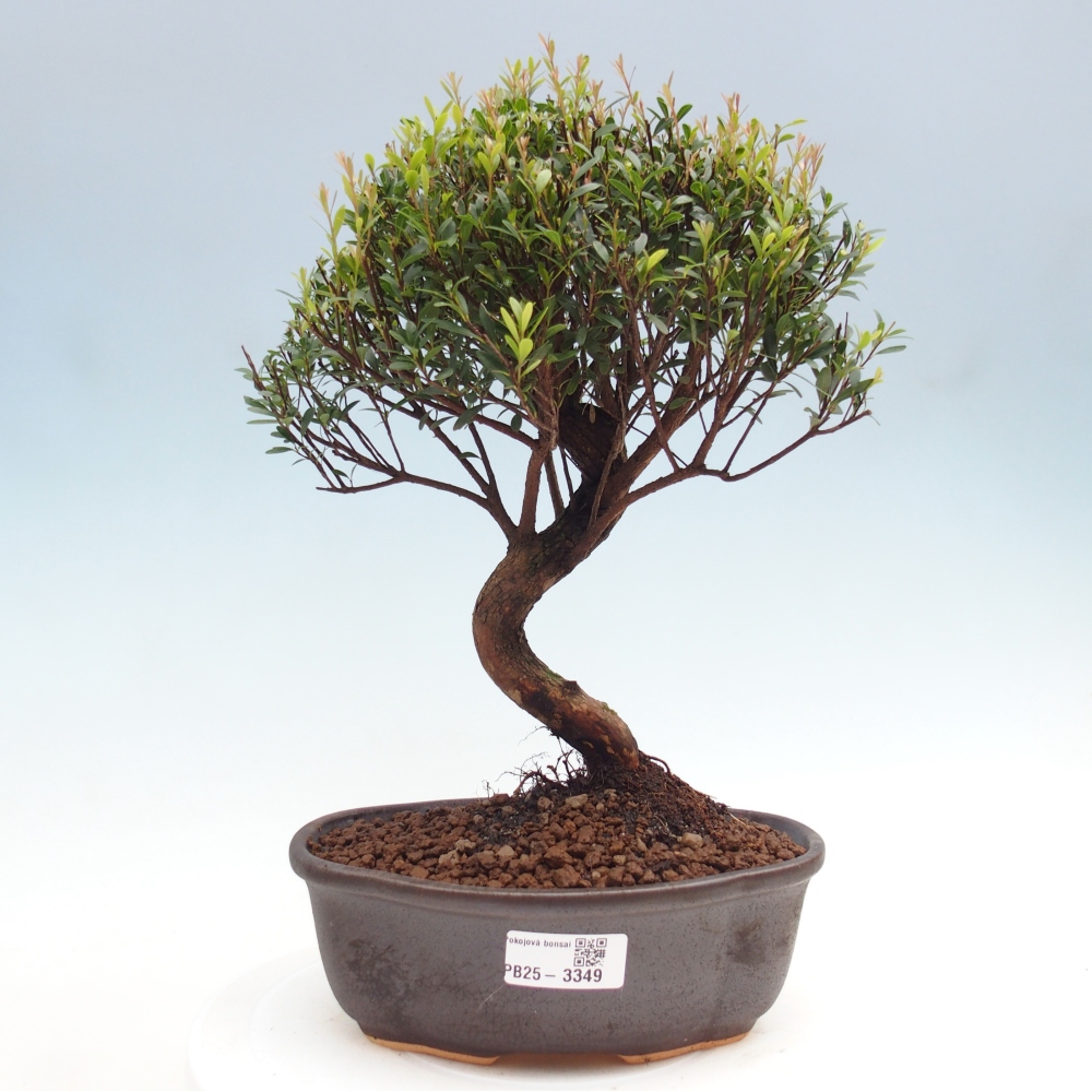 Pokój bonsai - Syzygium - Pimento