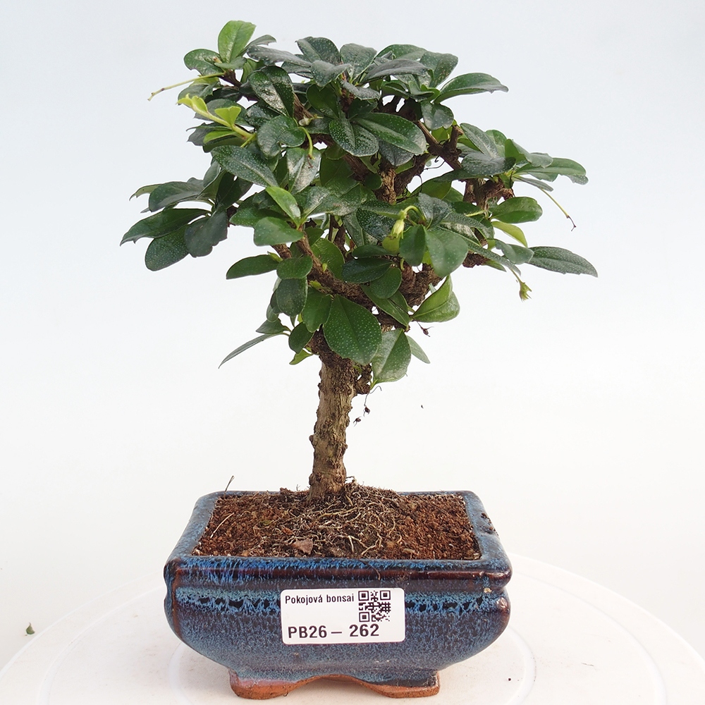 Bonsai pokojowe - Carmona macrophylla - Tea fuki