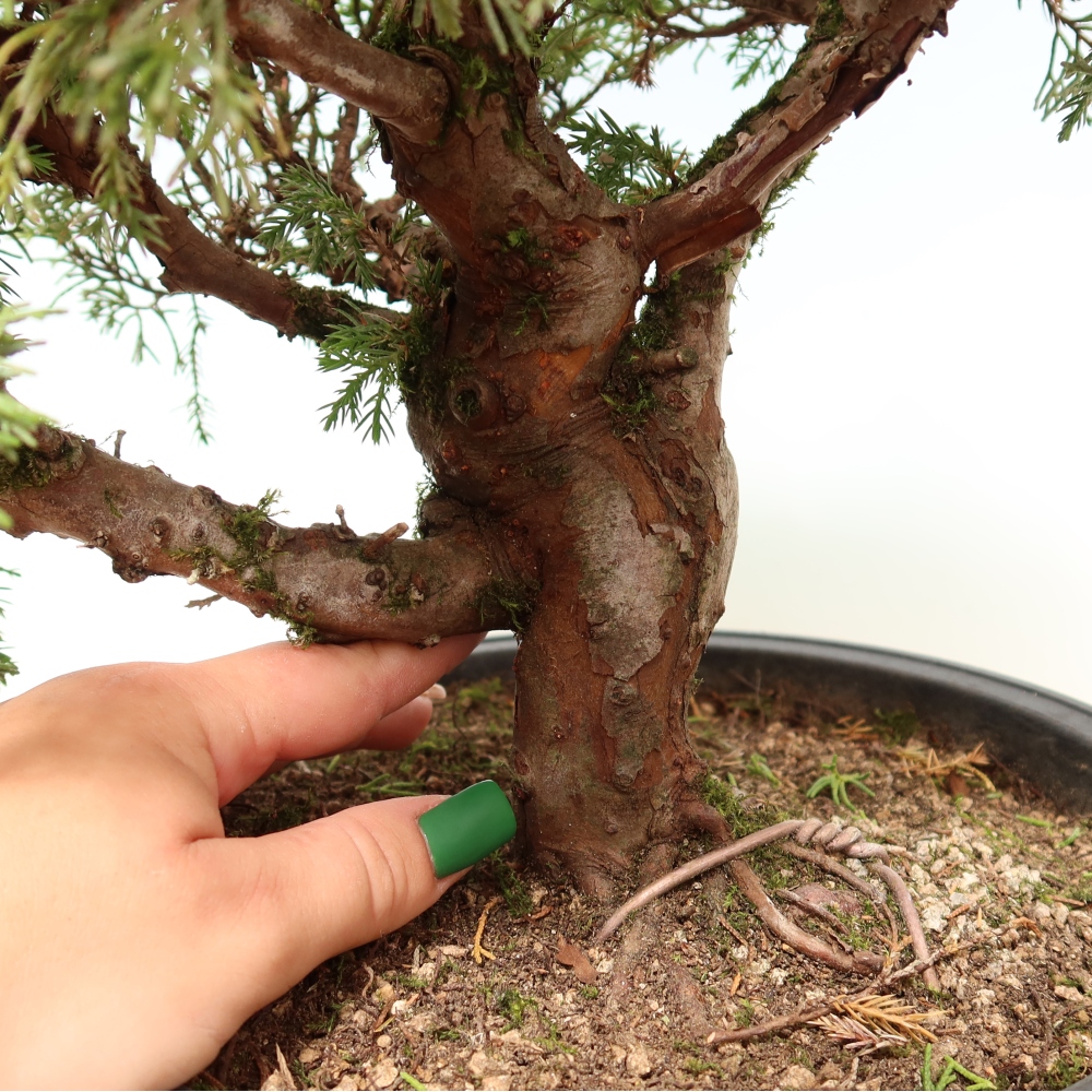 Bonsai ogrodowe – Juniperus chinensis Itoigawa – jałowiec chiński