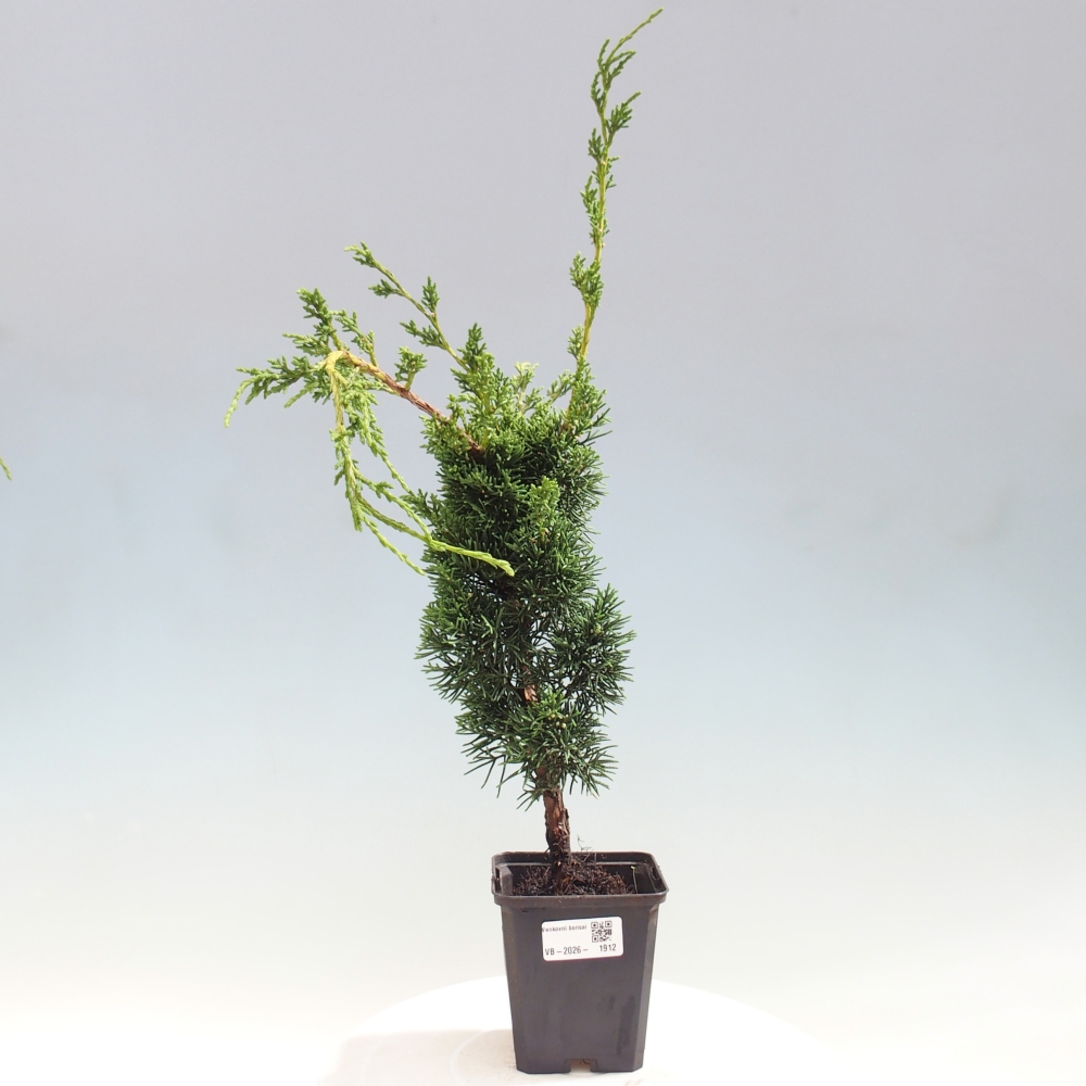 Outdoor bonsai - Juniperus chinensis Kishu