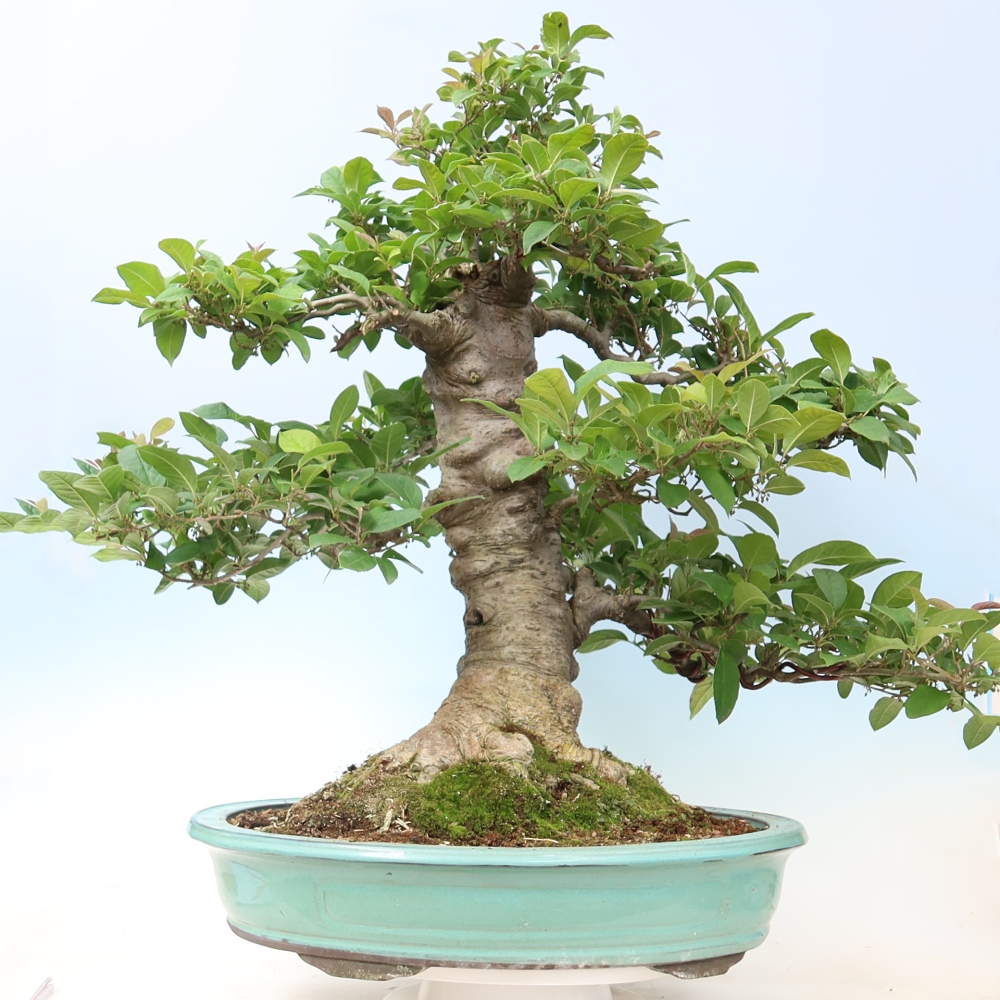 Bonsai ogrodowe – Ilex serrata – ostroliść
