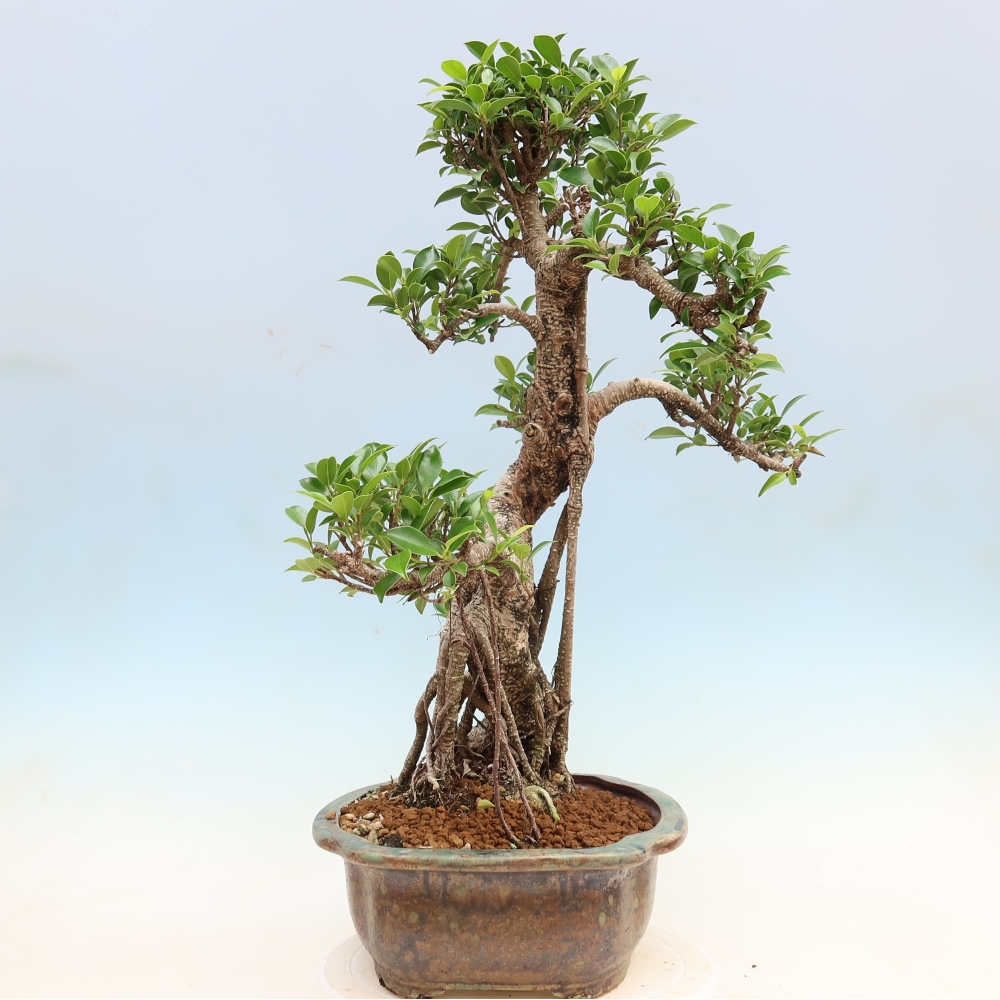 Pokój bonsai - Ficus kimmen - figowiec drobnolistny