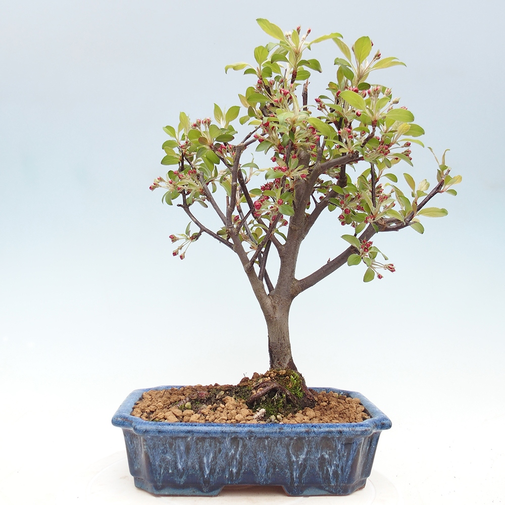Outdoor bonsai - Malus domestica - Jabłoń czerwonolistna o małych owocach