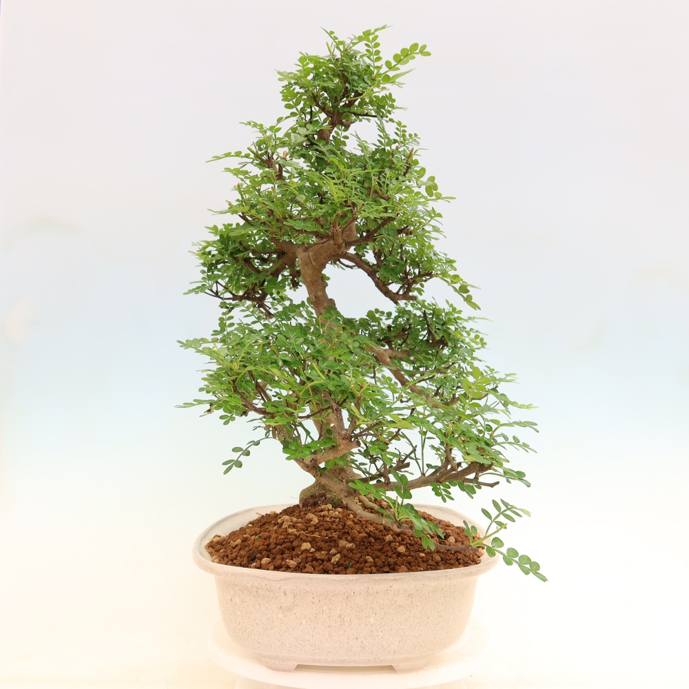 Pokój bonsai - Zantoxylum piperitum - drzewo pieprzowe