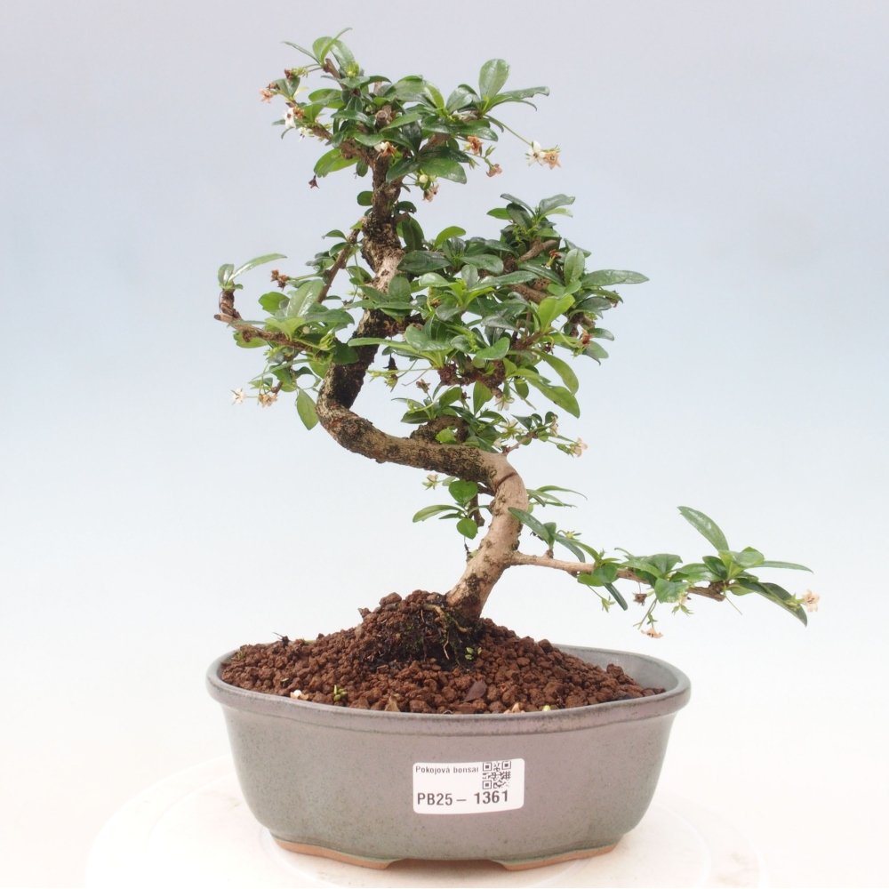 Pokój bonsai - Carmona macrophylla - Tea fuki