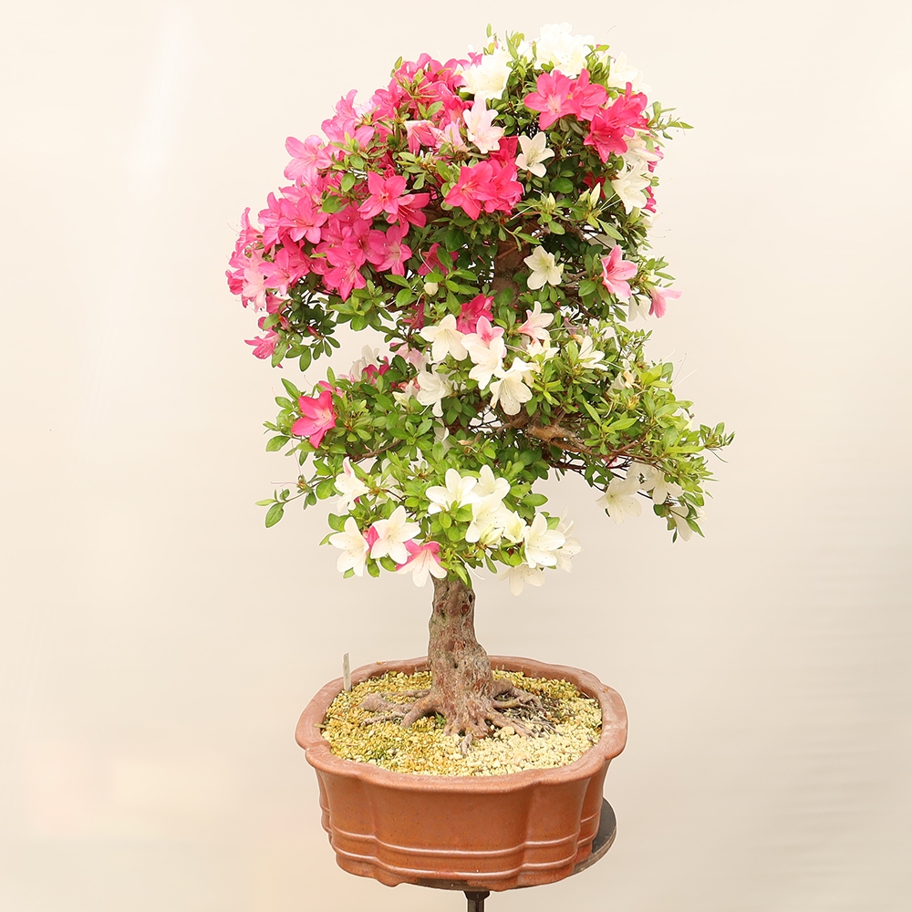 Bonsai zewnętrzne - Azalia japońska - Azalia Sayaka
