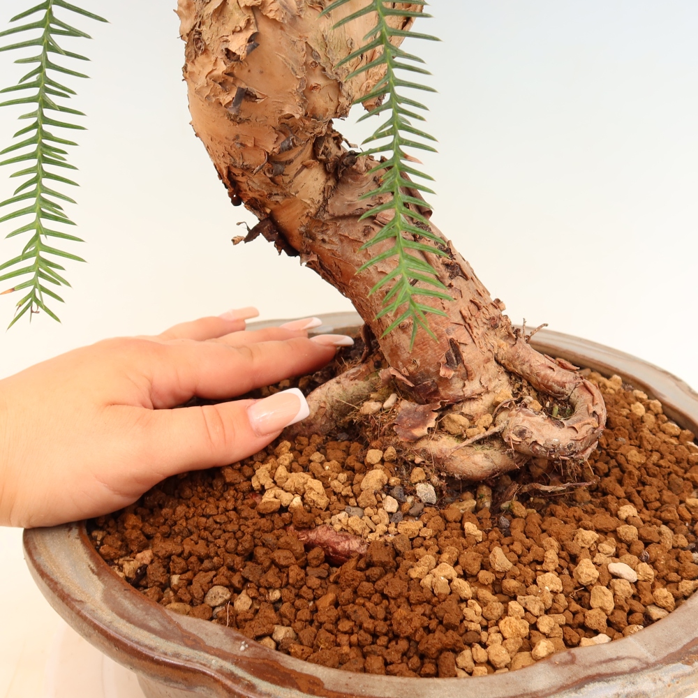 Bonsai domowe – araukaria – domowa sosenka