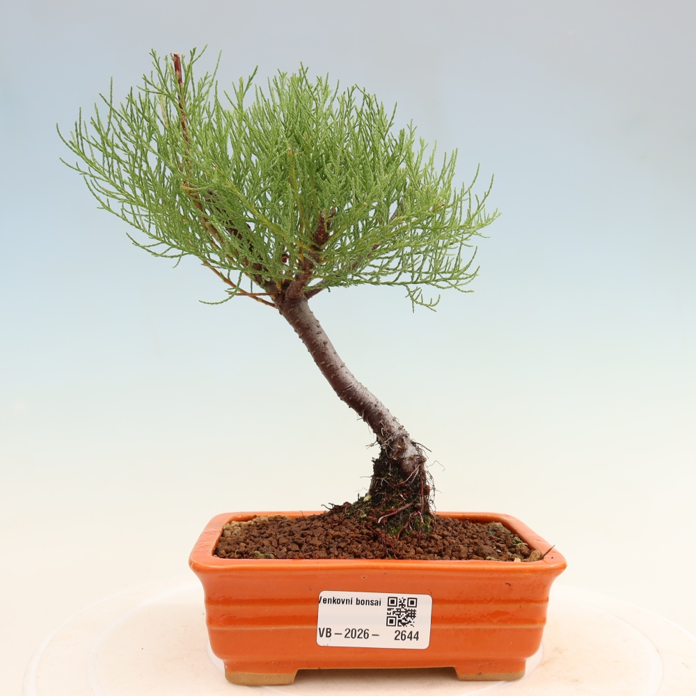 Bonsai ogrodowe – Tamaryszek – Tamarix