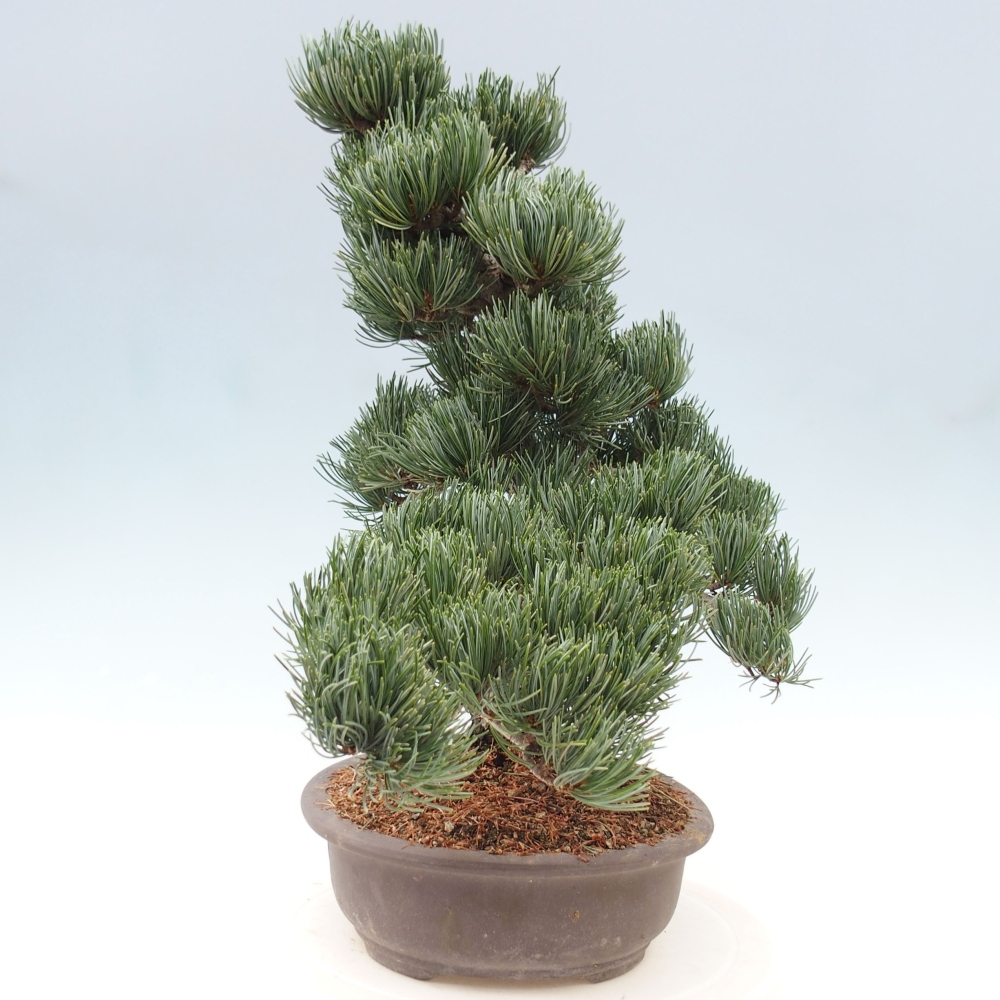 Outdoor bonsai - Pinus parviflora - Mała sosna