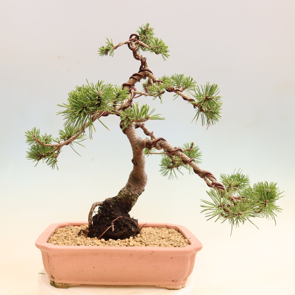 Bonsai ogrodowe – Pinus mugo Humpy – sosna karłowata