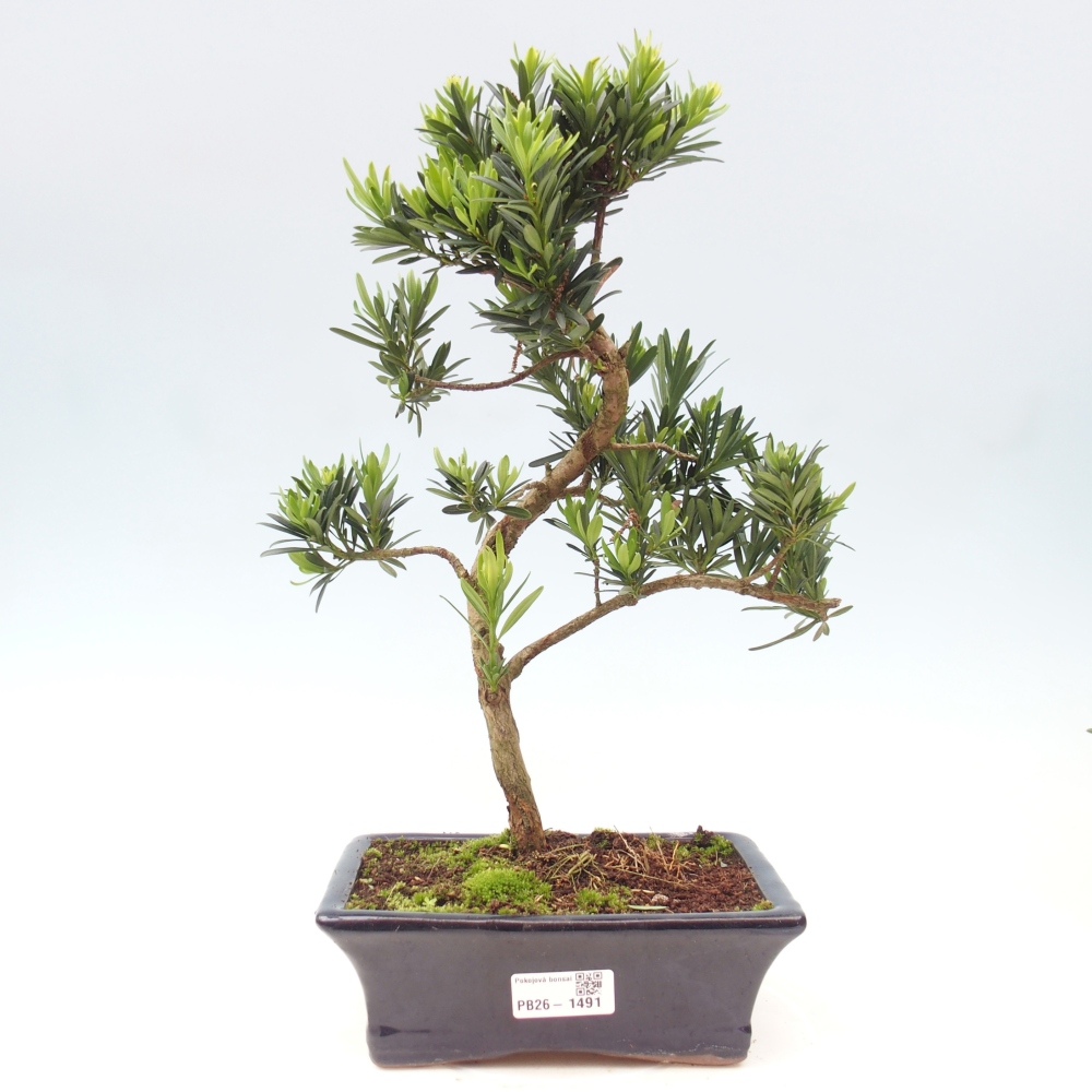 Pokój bonsai - Podocarpus - Kamienny cis