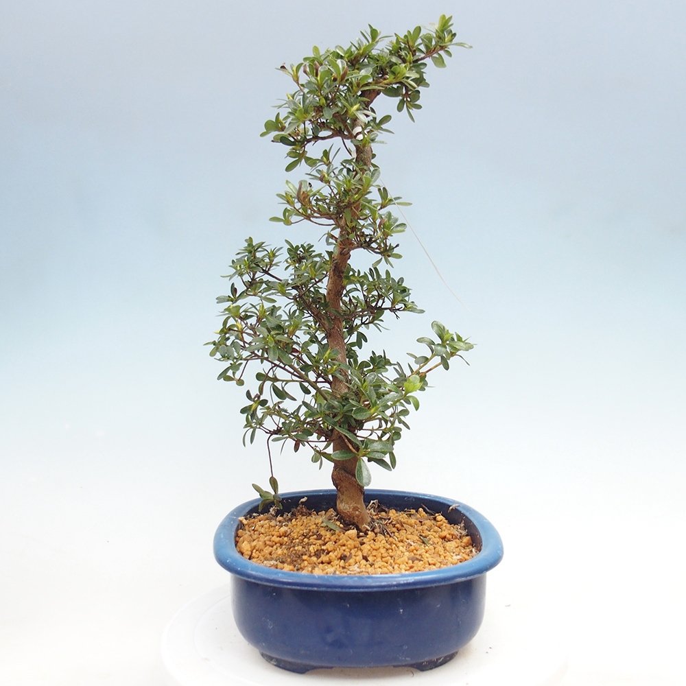 Bonsai zewnętrzne - Azalia japońska - Azalia Asahi-no-izumi