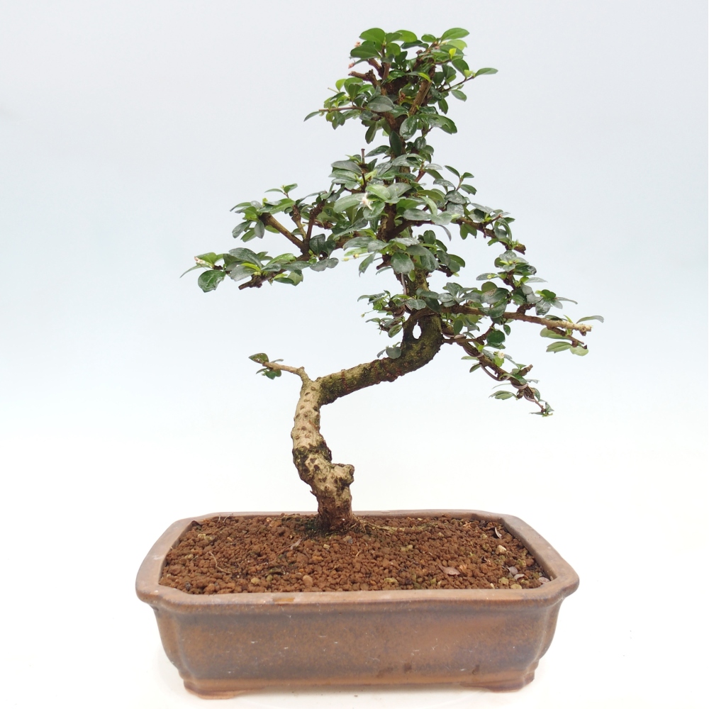 Bonsai pokojowe - Carmona macrophylla - Tea fuki