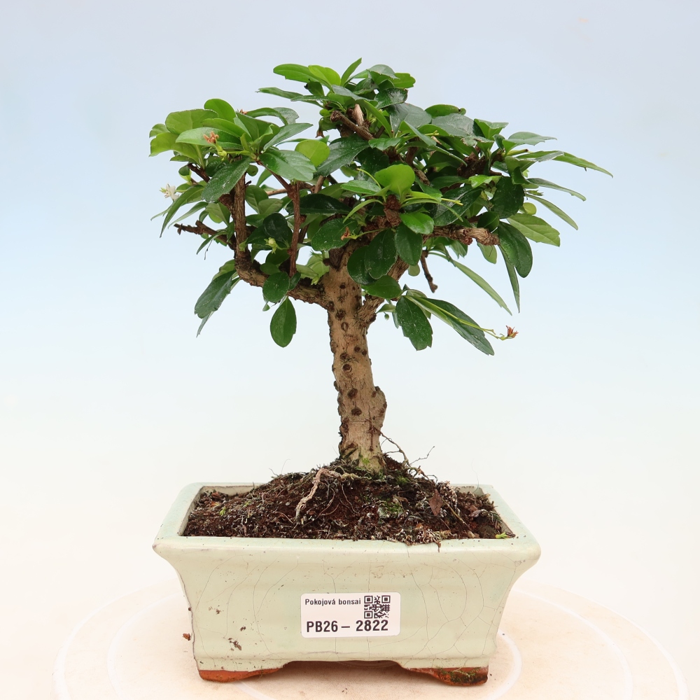 Bonsai pokojowe - Carmona macrophylla - Tea fuki
