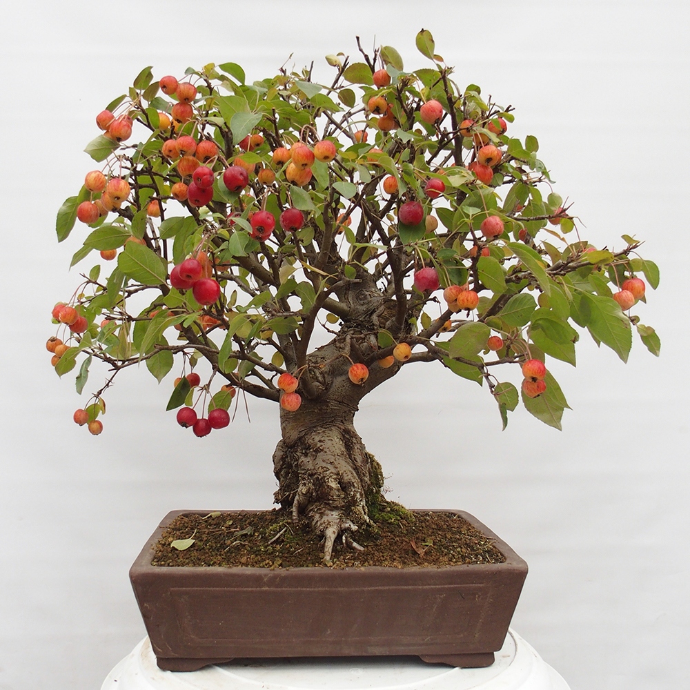 Bonsai plenerowe - Malus Halliana - Jabłoń drobnoowocowa