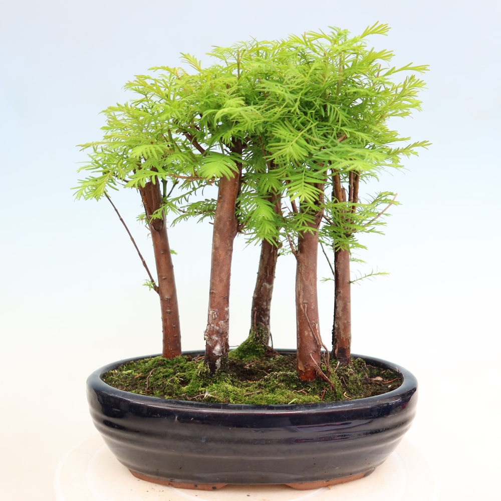 Bonsai ogrodowe – Metasequoia glyptostroboides – metasekwoja chińska – zagajnik