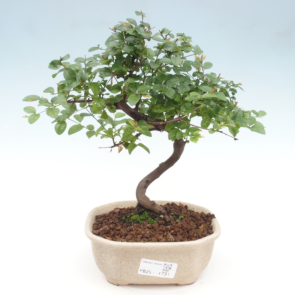 Kryty bonsai - Sagerécie thea - Sagerécie thea