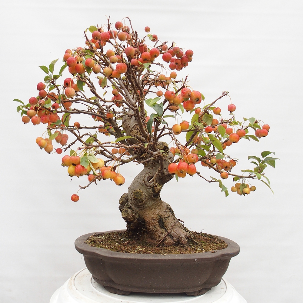 Bonsai plenerowe - Malus Halliana - Jabłoń drobnoowocowa