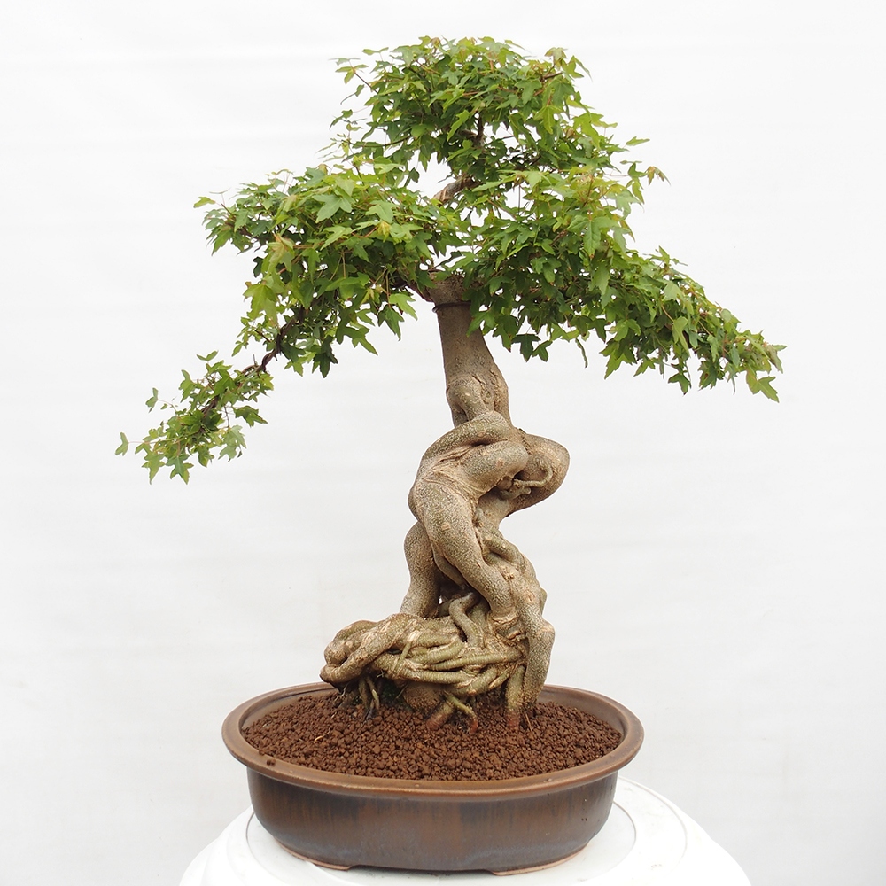 Outdoor bonsai - Maple Buergerianum - Burger Maple