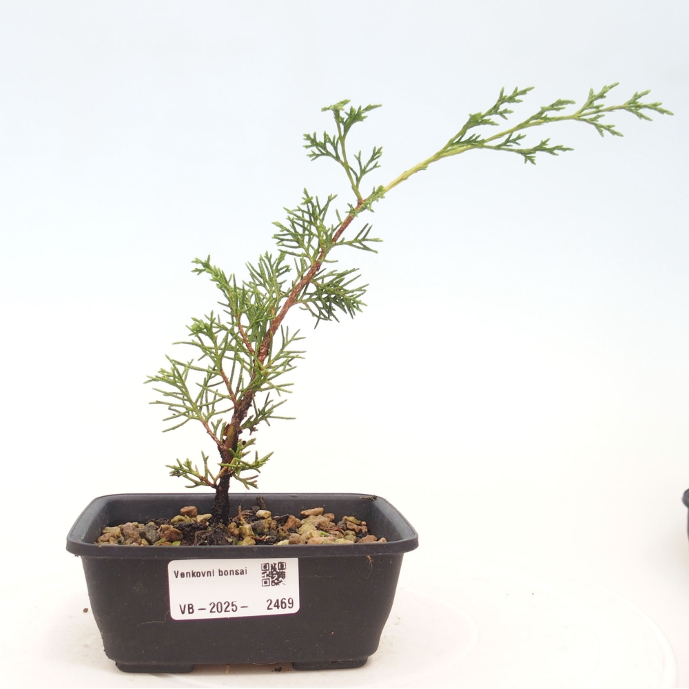 Outdoor bonsai - Juniperus chinensis Itoigawa - Jałowiec chiński