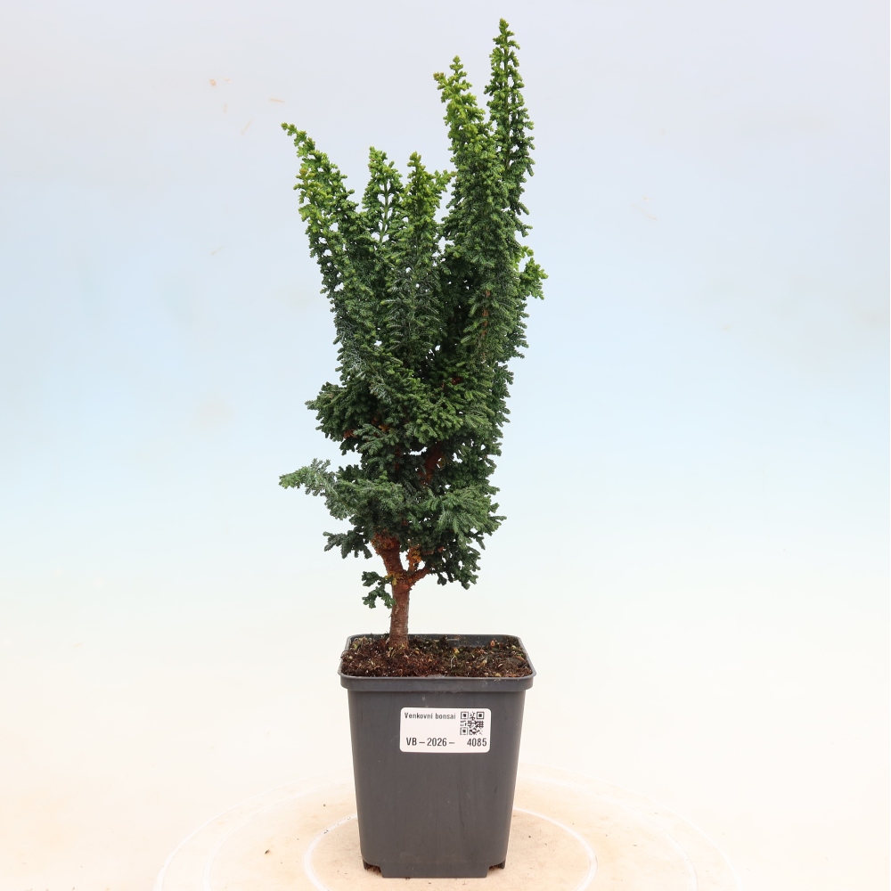 Bonsai zewnętrzne - Cham. obtusa SEKKA HINOKI - Cyprys