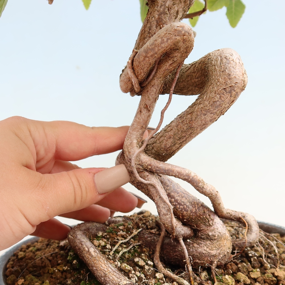 Outdoor bonsai - Carpinus CARPINOIDES - grab koreański