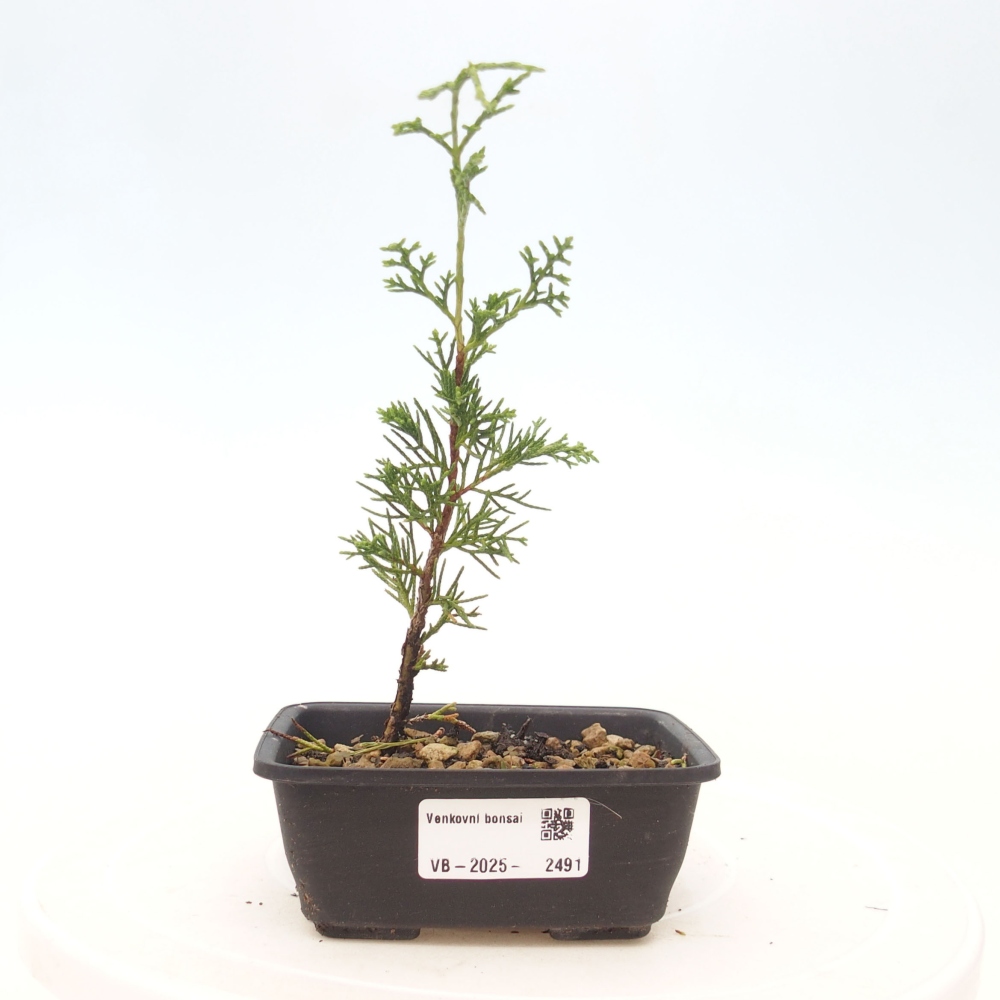 Outdoor bonsai - Juniperus chinensis Itoigawa - Jałowiec chiński
