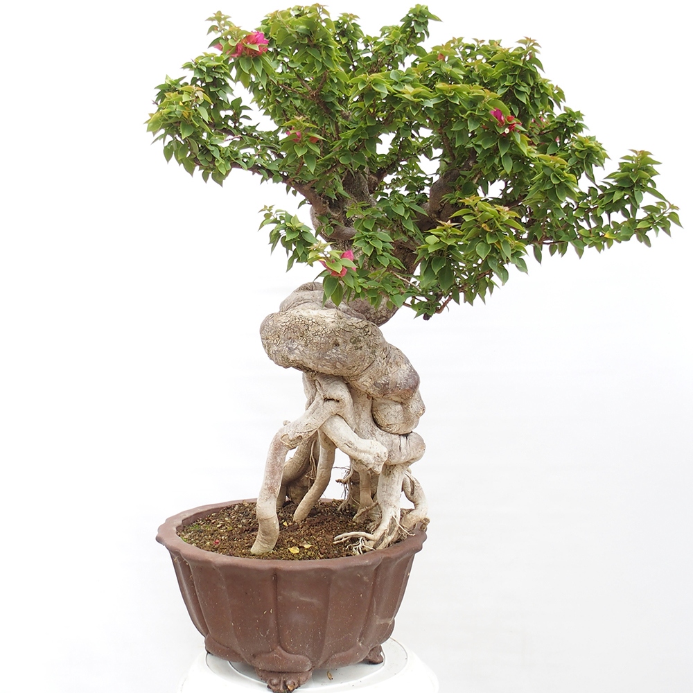 Kryte bonsai - Bouganwilea