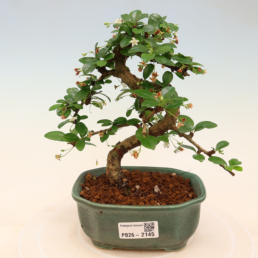 Bonsai pokojowe - Carmona macrophylla - Tea fuki