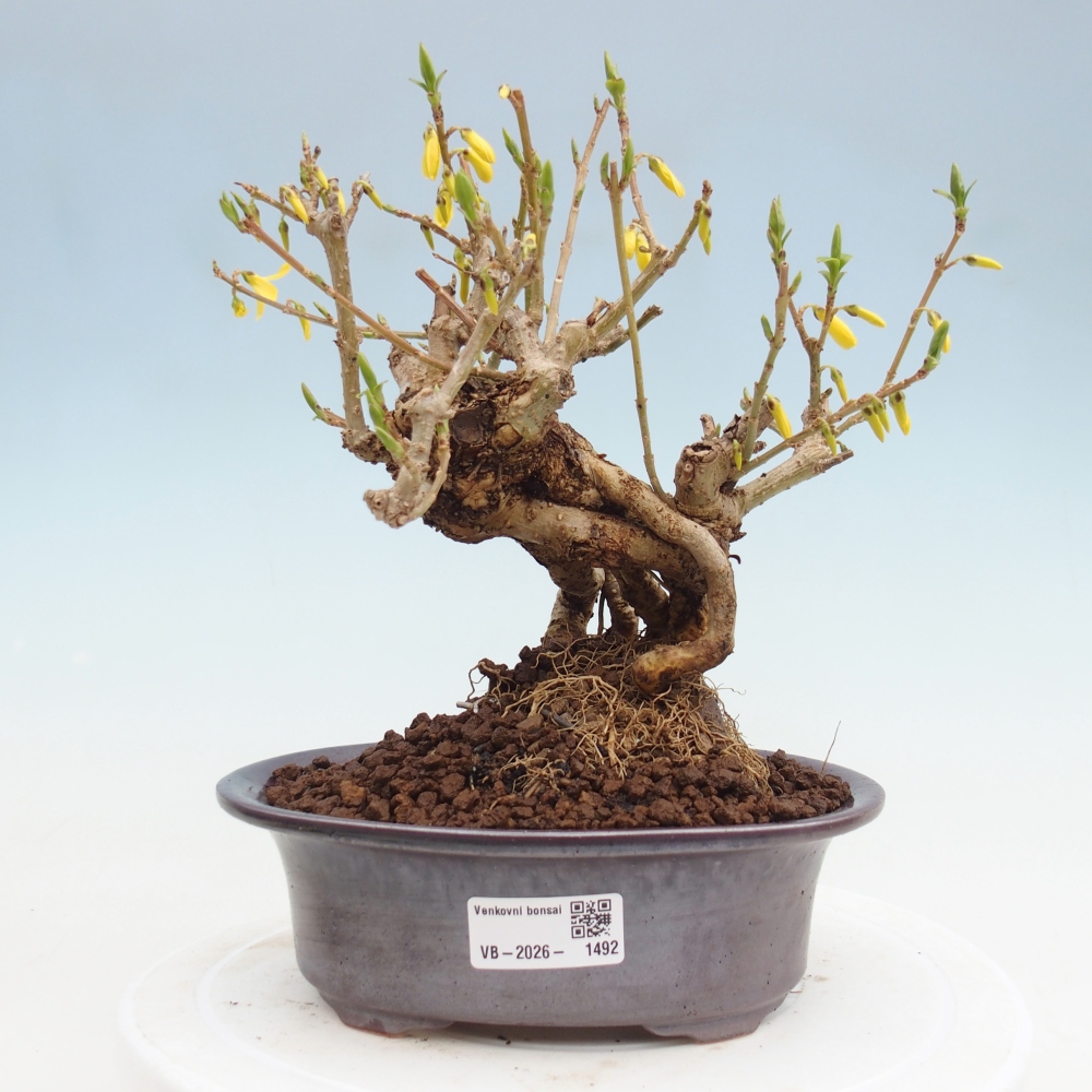 Outdoor bonsai - Zlatice - Forsycja koreańska