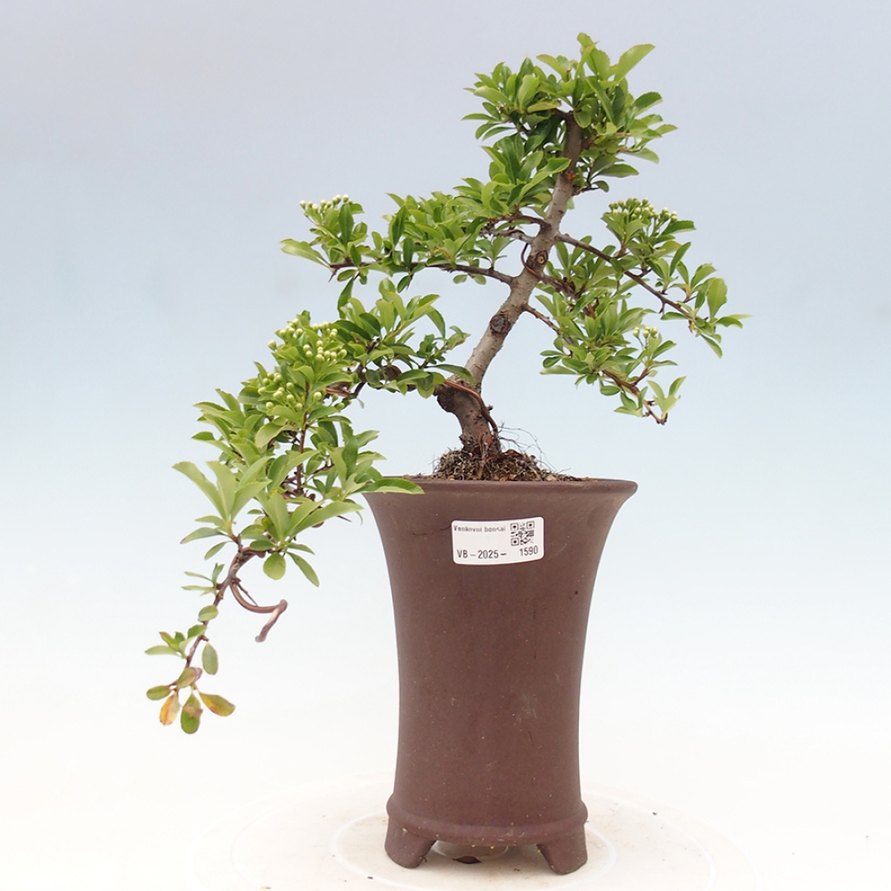 Outdoor Bonsai-Pyracanta Teton-Piekarnia