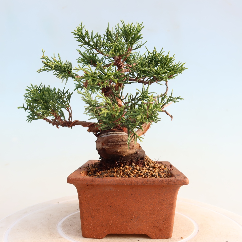 Outdoor bonsai - Juniperus chinensis Itoigawa - Jałowiec chiński