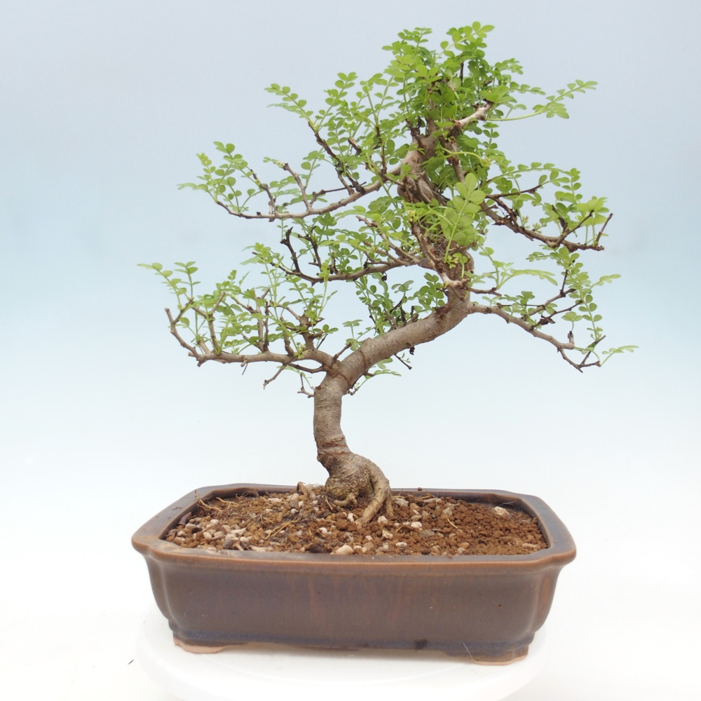 Pokój bonsai - Zantoxylum piperitum - drzewo pieprzowe