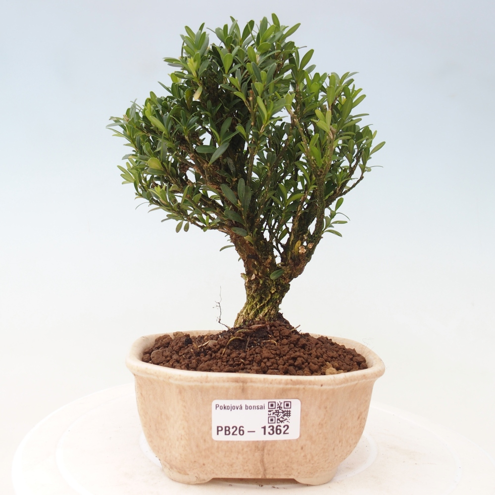 Pokój bonsai - Buxus harlandii - buxus korkowy
