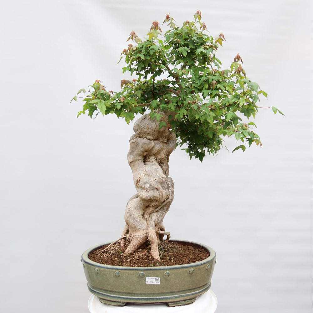 Outdoor bonsai - Klon burgeryjski - Acer burgerianum